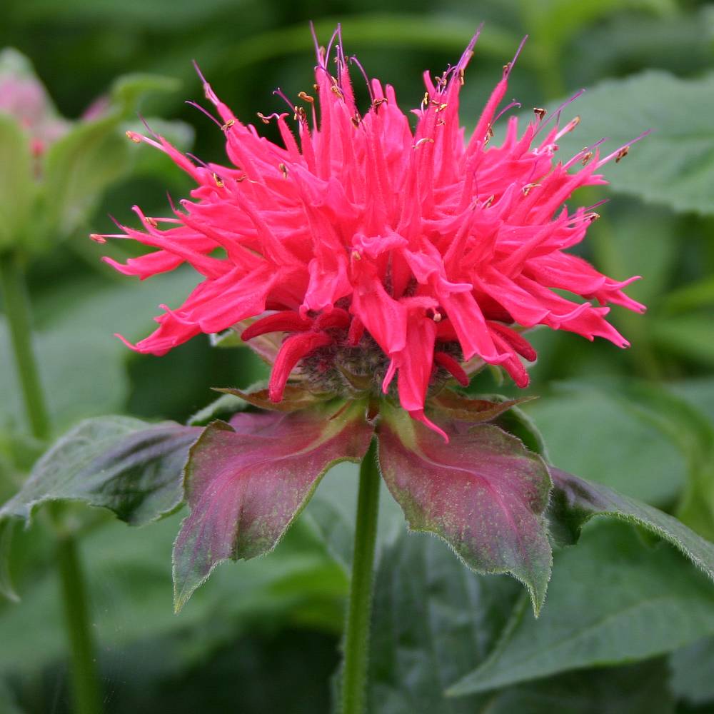 Monarda 'Pink Supreme' plants | Thompson & Morgan