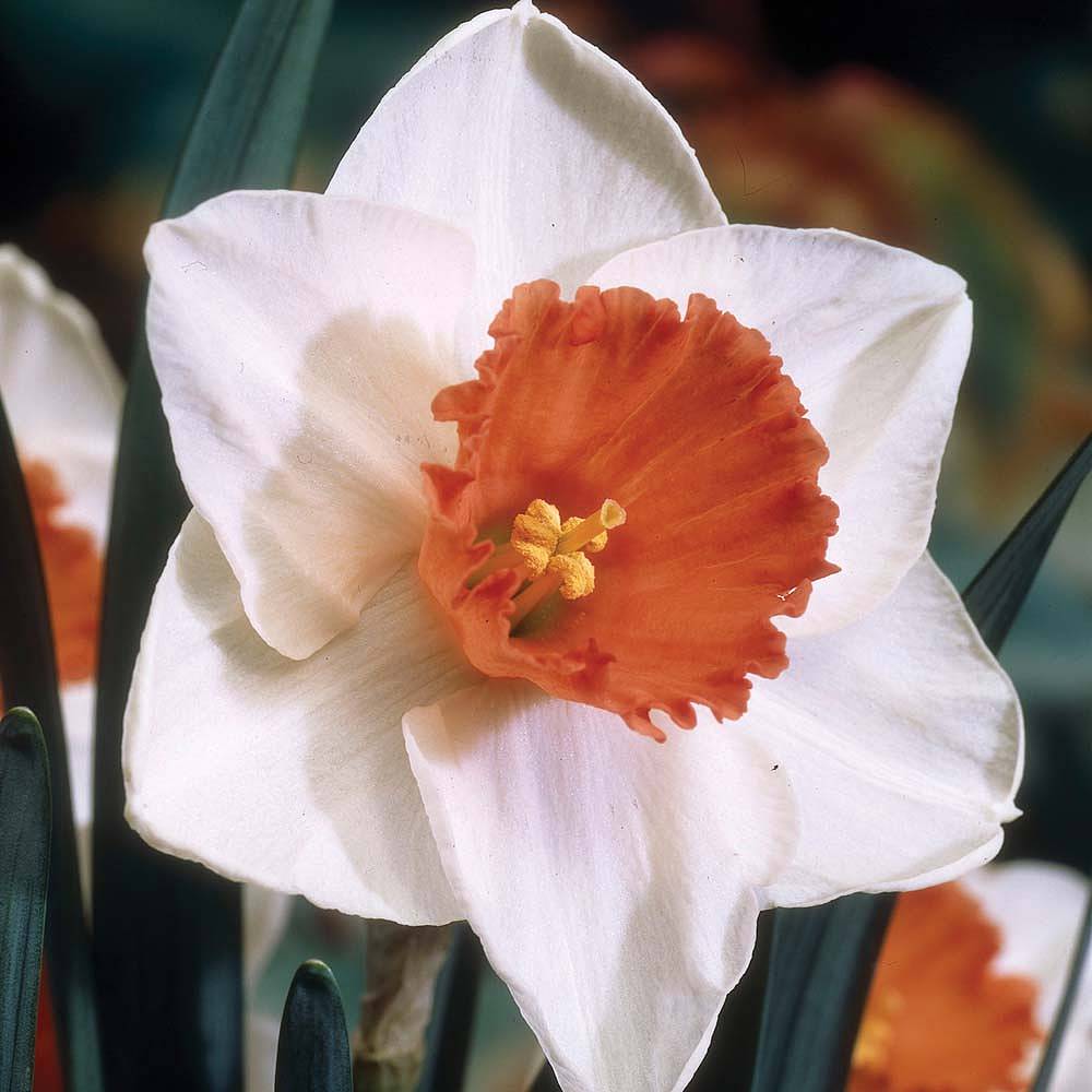 Narcissus 'decoy Red' 