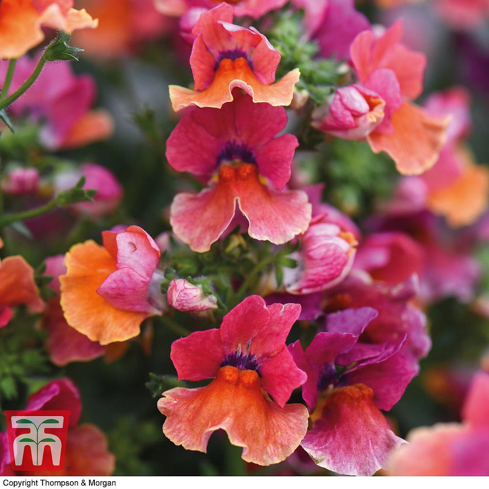 Nemesia 'Tropical' (Nesia™ Series) | Thompson & Morgan