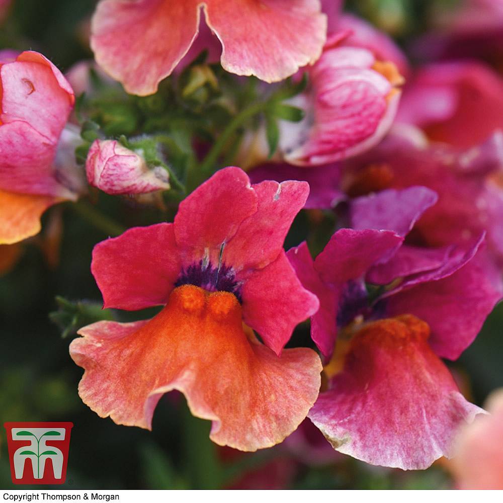 Nemesia 'Tropical' (Nesia™ Series) | Thompson & Morgan