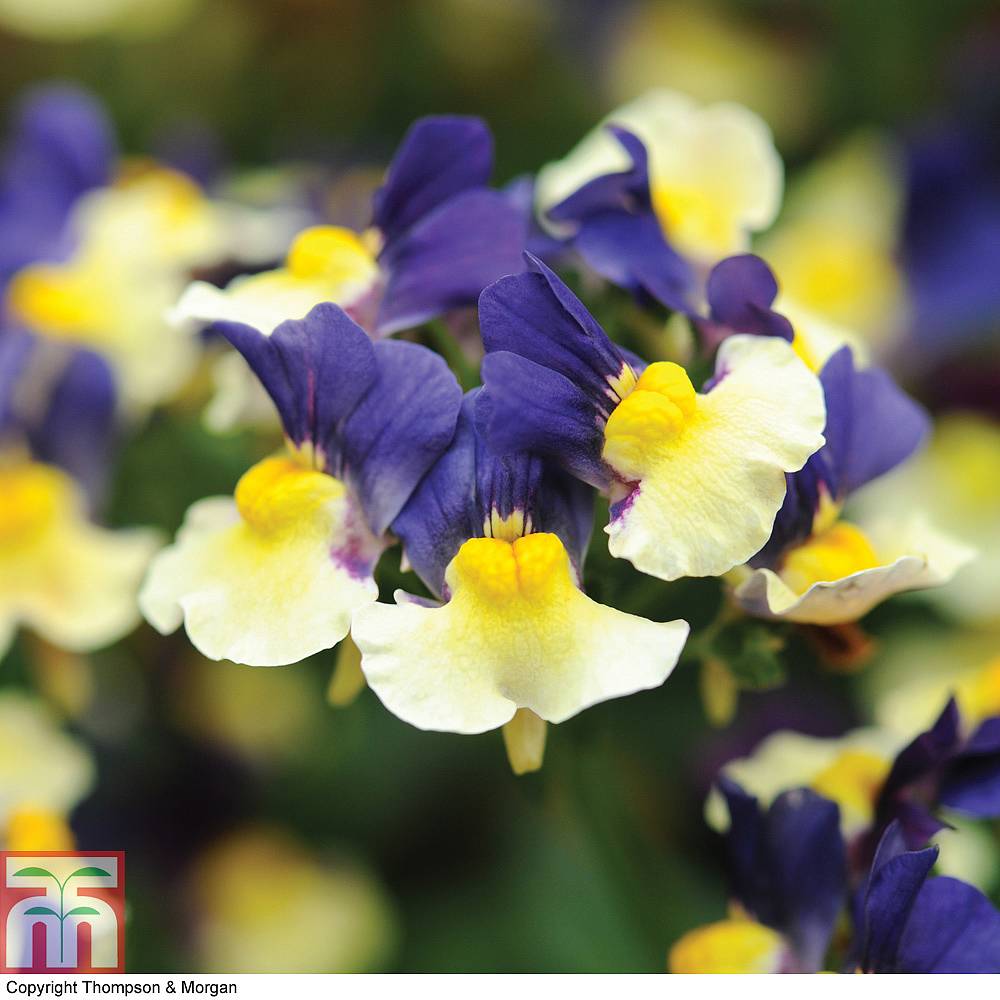 Nemesia Collection plug plants | Thompson & Morgan