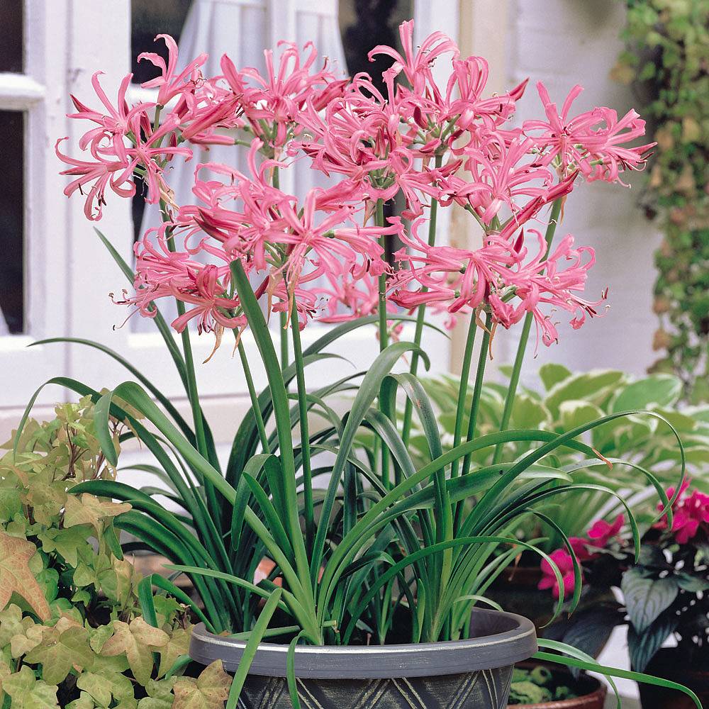 Nerine bowdenii Collection | Thompson & Morgan