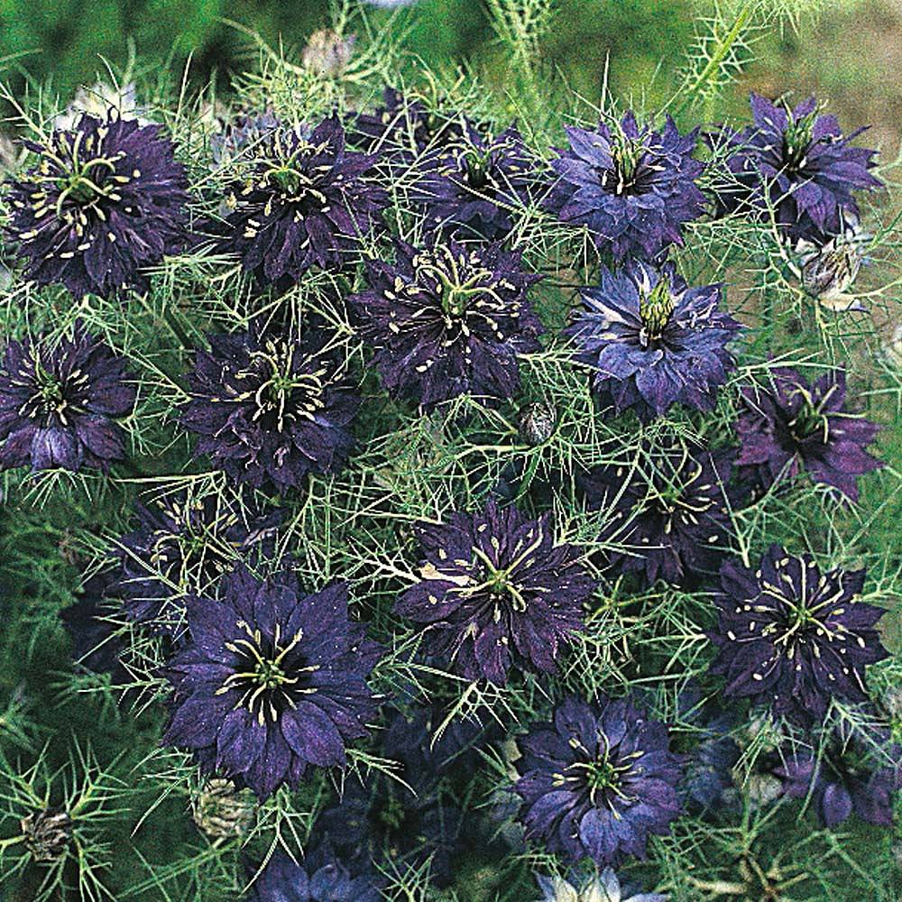 Nigella damascena 'Oxford Blue' | Thompson & Morgan