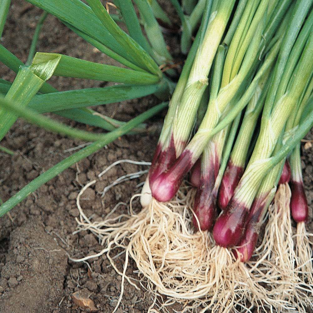 Spring Onion 'Lilia' (Red Onion) seeds | Thompson & Morgan