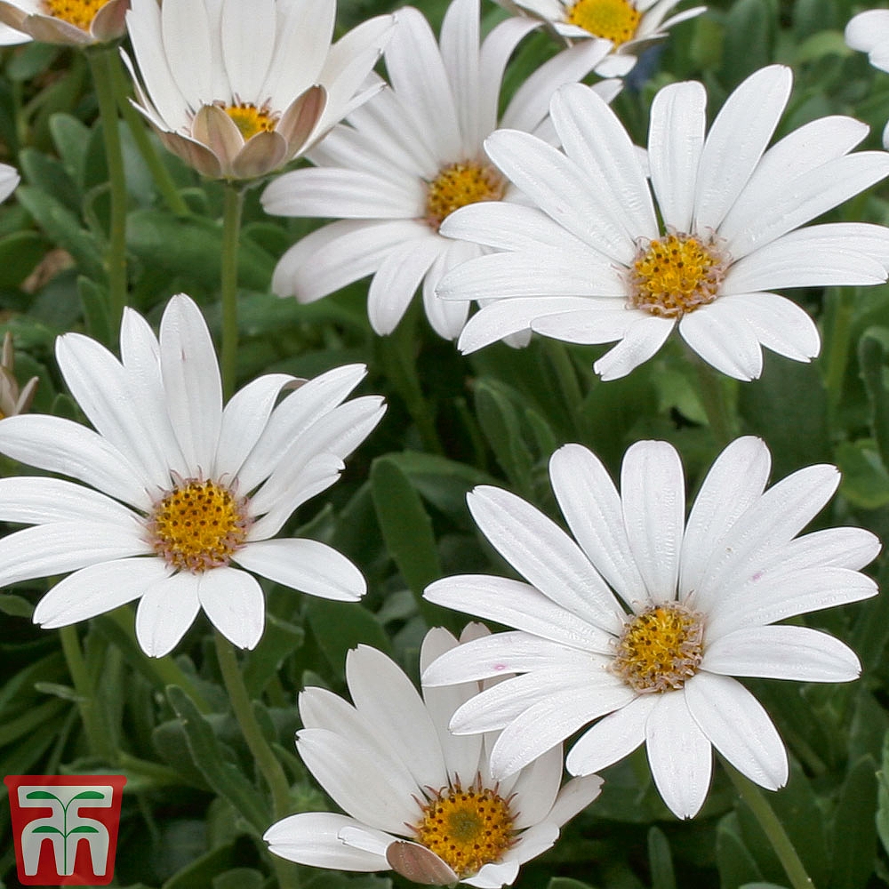 Osteospermum Collection (Hardy) plug plants | Thompson ...