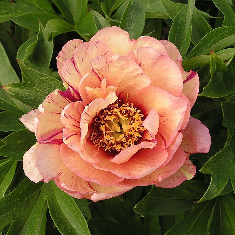 Peony 'callies Memory' Plants 