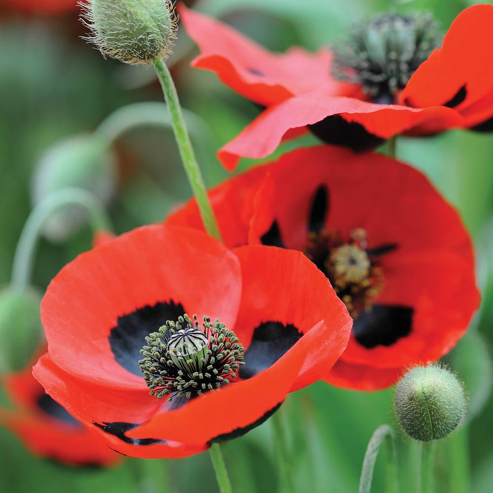 Poppy Ladybird Plants Thompson And Morgan