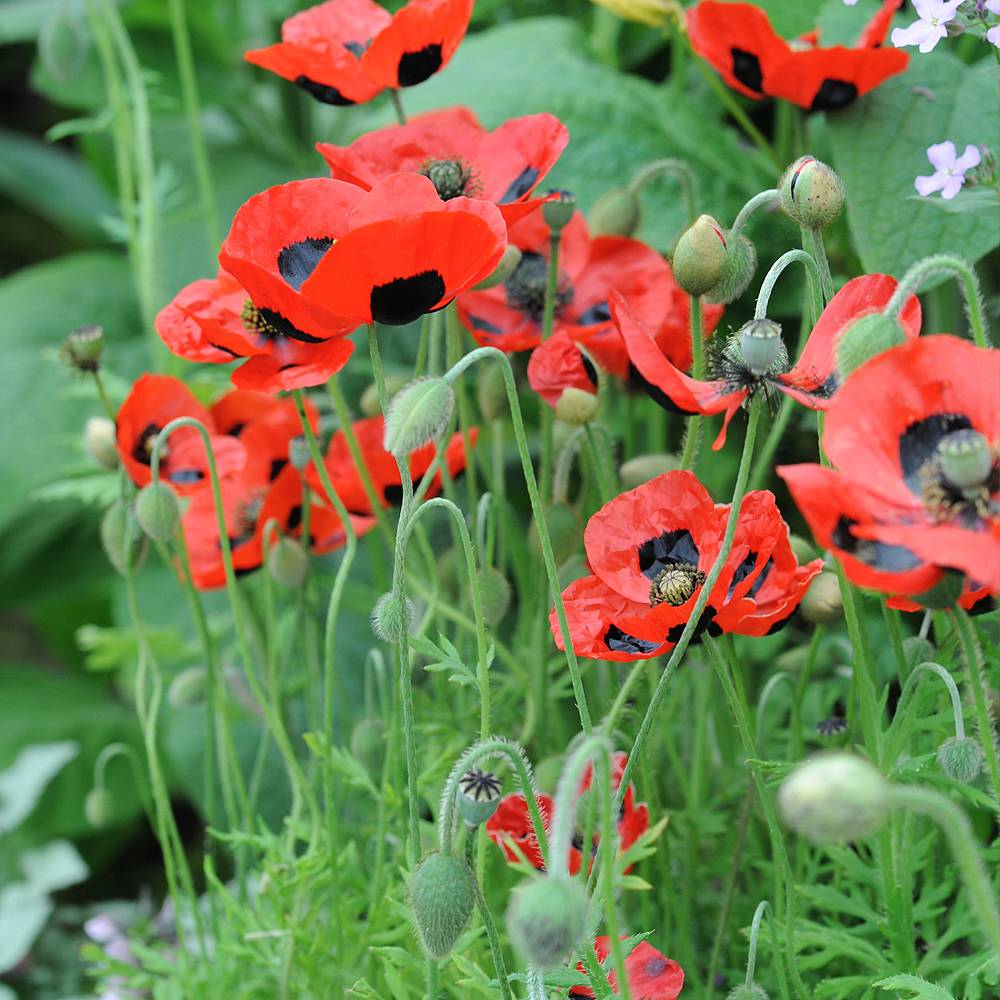 Poppy Ladybird Plants Thompson And Morgan