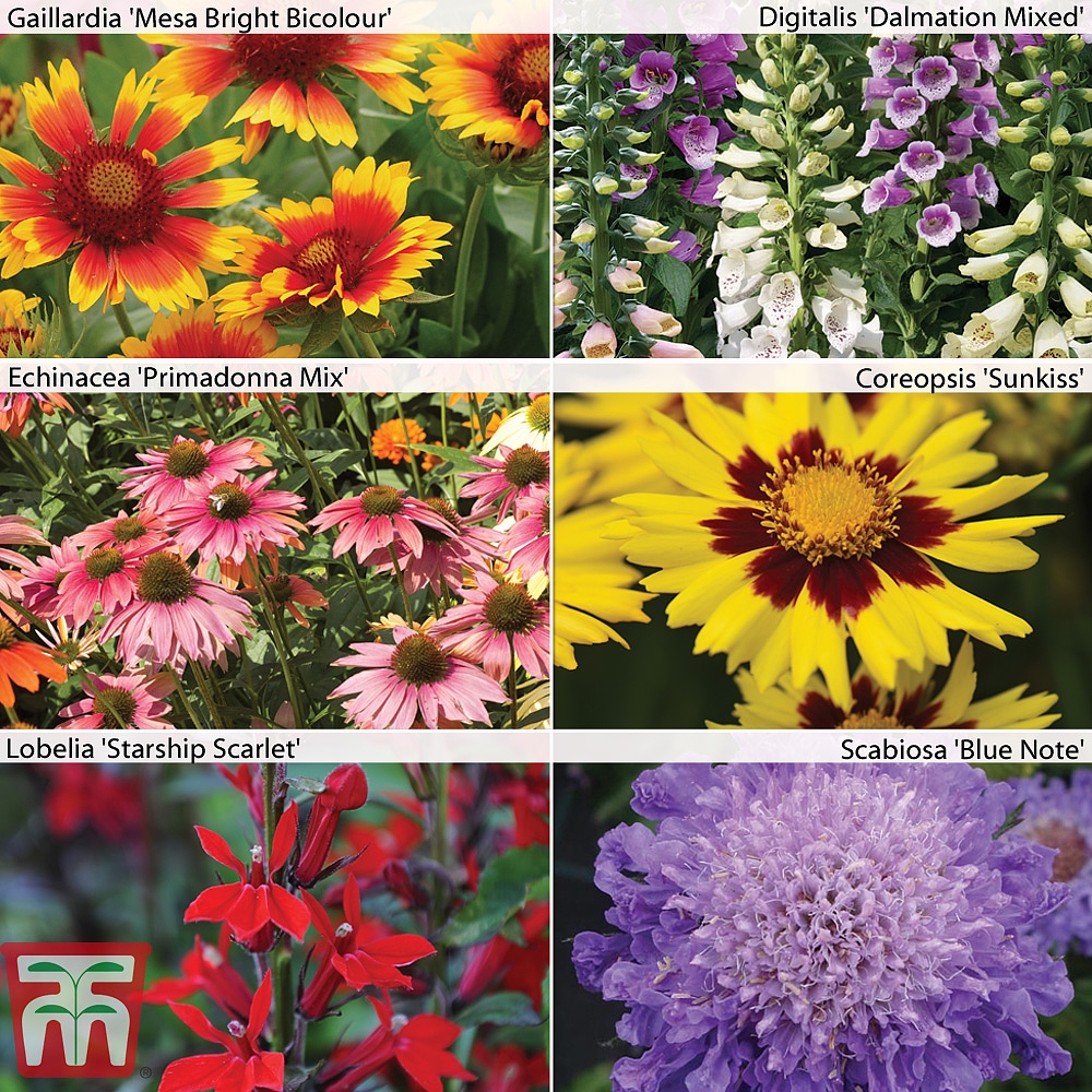 Perennial Pack B 'T&M's Choice' plug plants | Thompson & Morgan