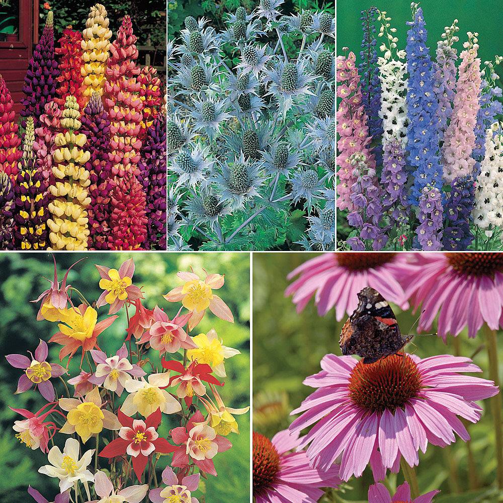 Tall Perennial Mix seeds | Thompson & Morgan