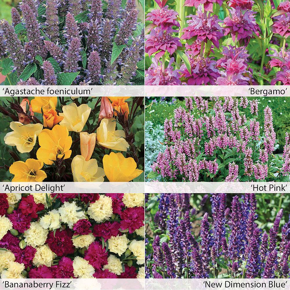 Perennial Fragrant Collection plug plants | Thompson & Morgan