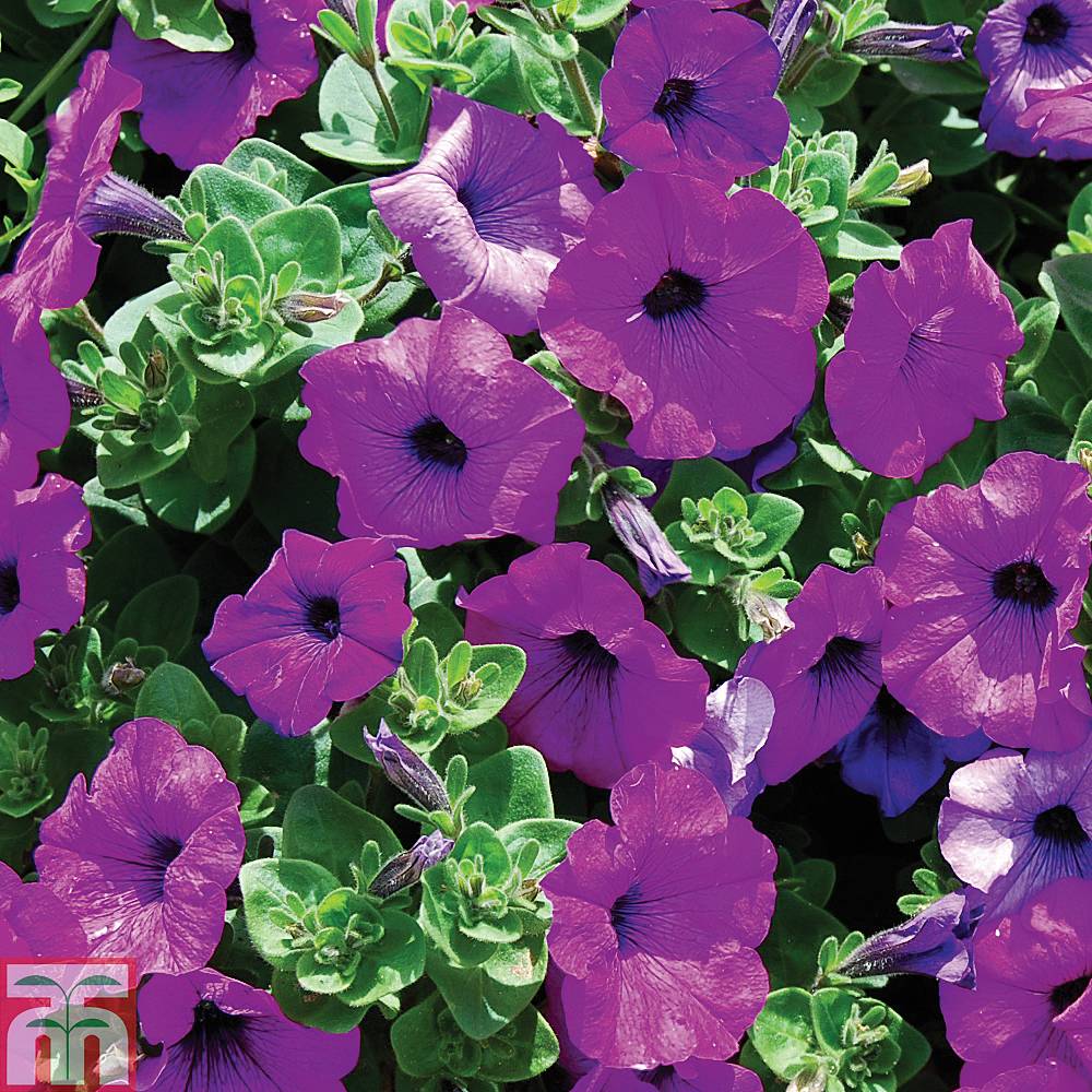 Petunia 'Trailing Surfinia Purple' plug plants Thompson &