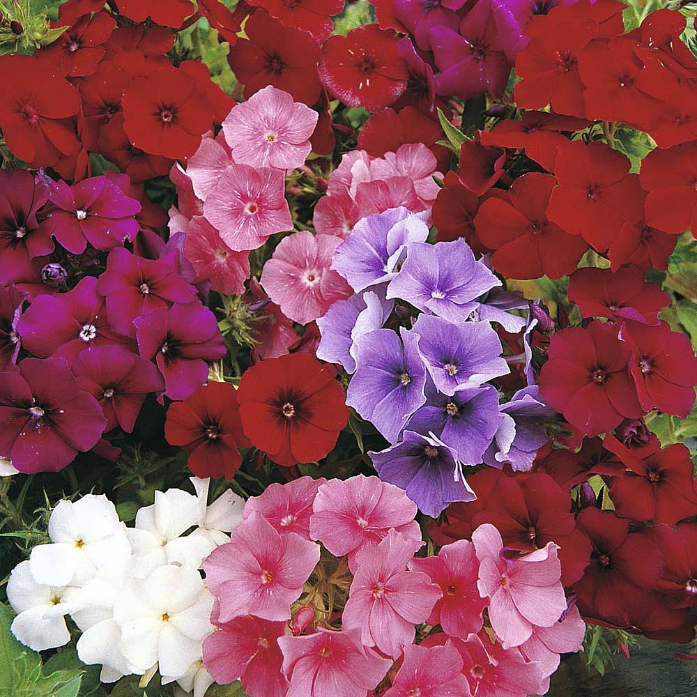 Phlox drummondii 'Dwarf Beauty Mixed' seeds | Thompson & Morgan