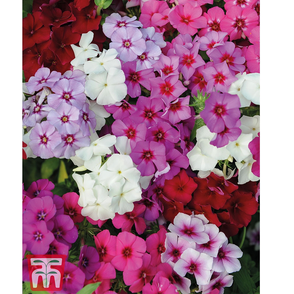 Phlox drummondii 'Dwarf Beauty Mixed' seeds | Thompson & Morgan