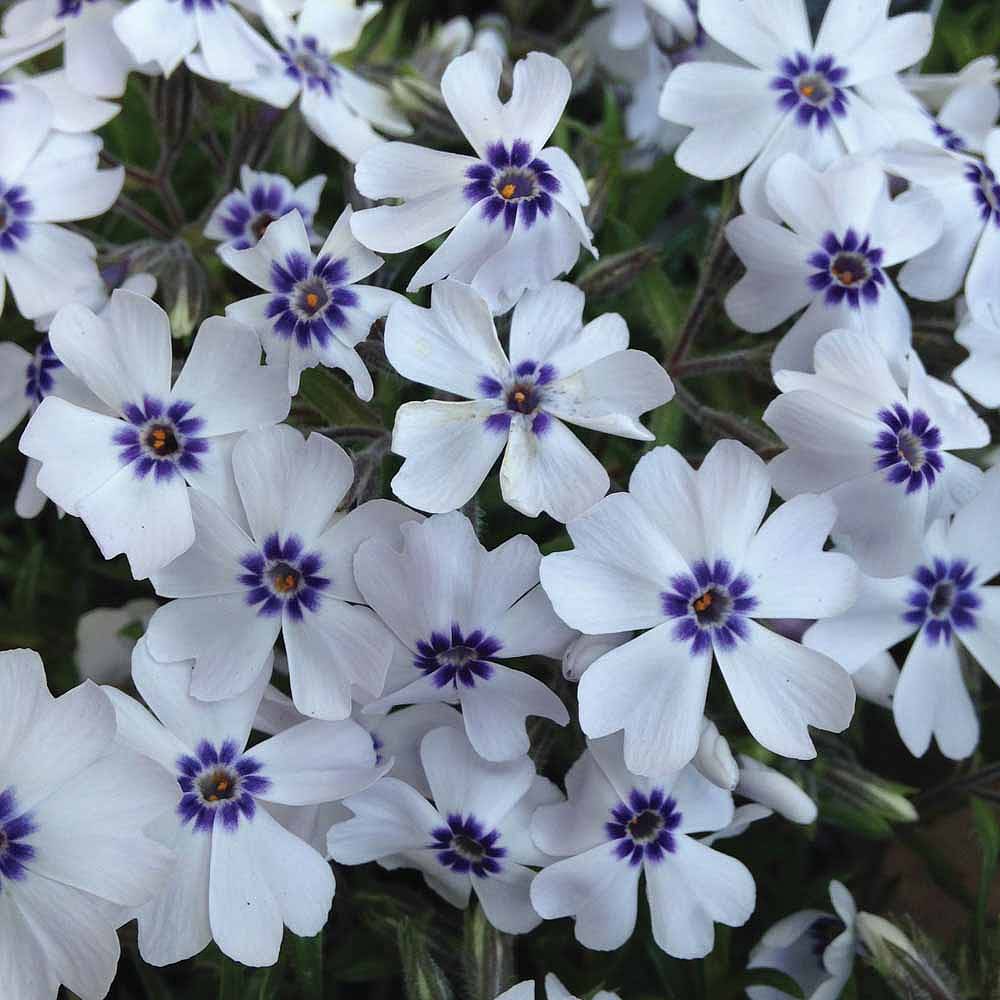 Phlox 'Bavaria' plug plants | Thompson & Morgan