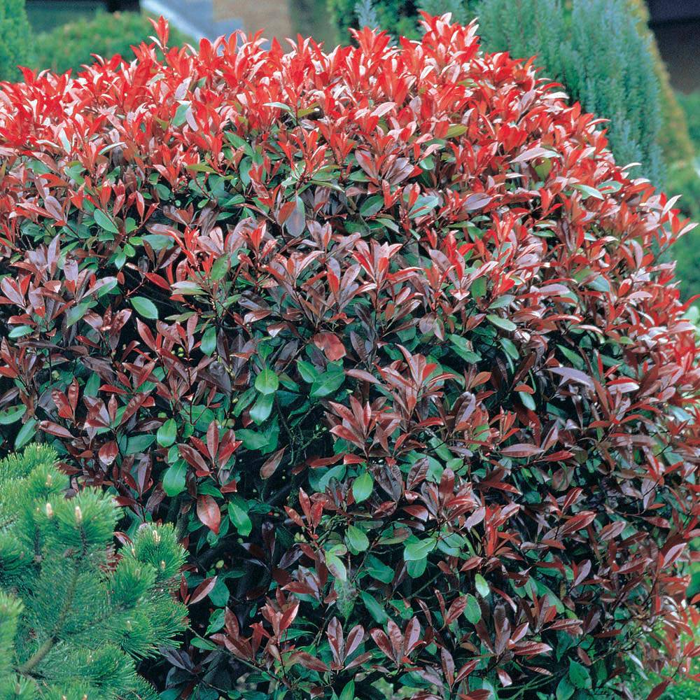 Photinia x fraseri 'Red Robin' plants | Thompson & Morgan