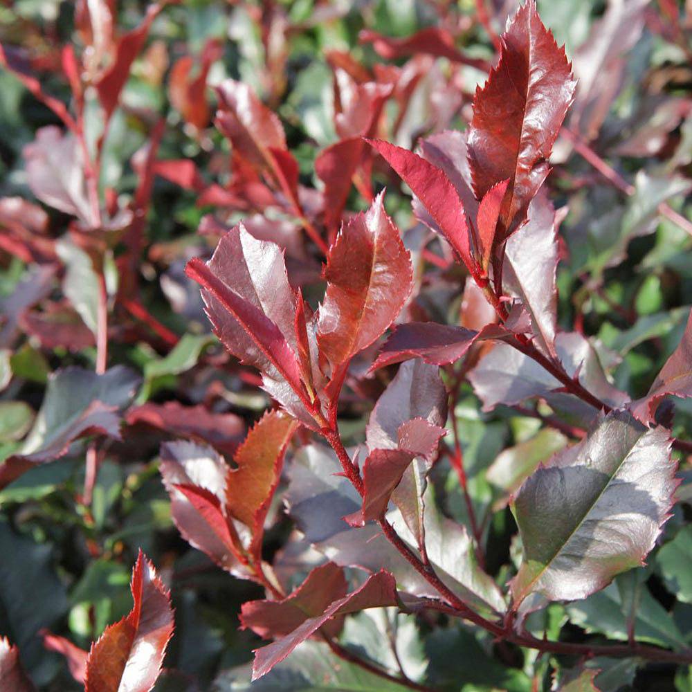 Photinia 'Corallina' (Large Plant) | Thompson & Morgan