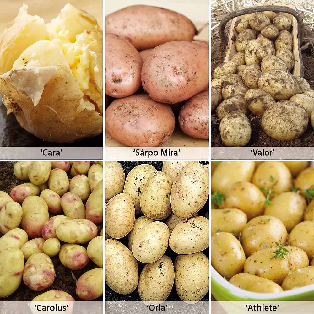 Potato 'late Blight Resistant Collection' 