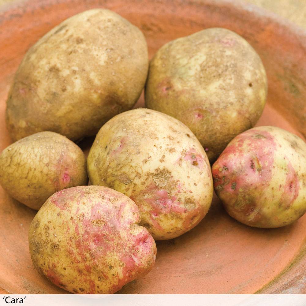 Potato Late Blight Resistant Collection Thompson And Morgan 0115