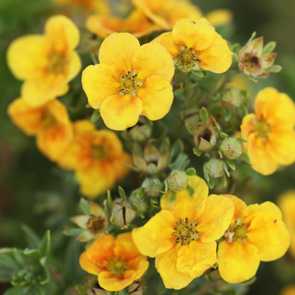 Potentilla plant Idea