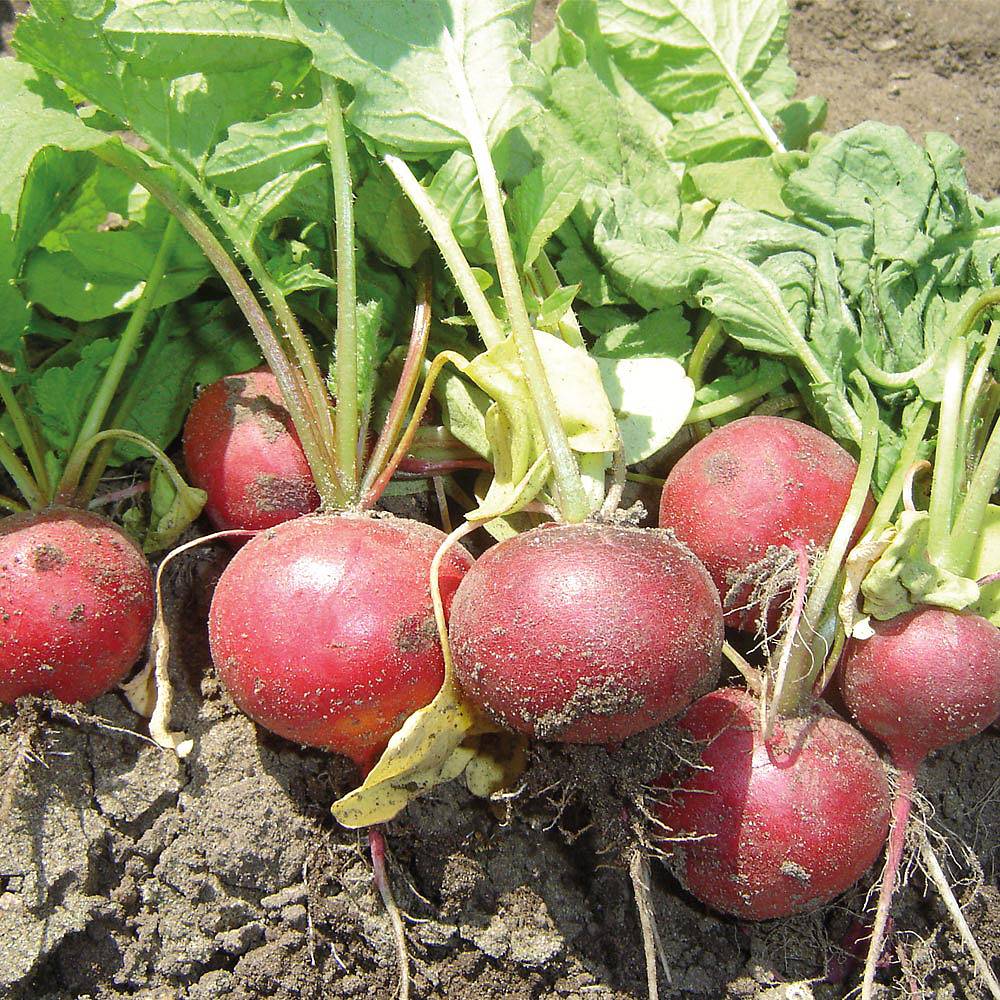 Radish 'Mars' F1 Hybrid seeds | Thompson & Morgan