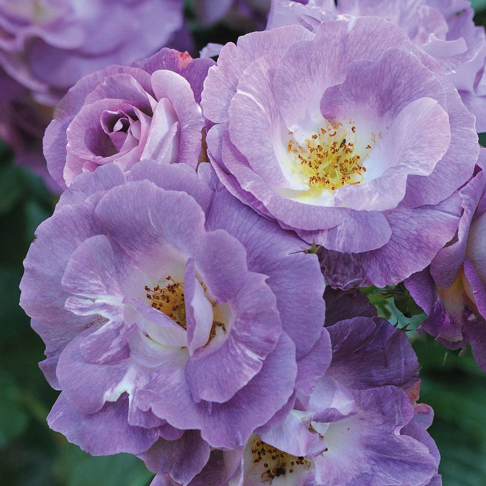 Rose 'Blue for You' (Floribunda Rose) | Thompson & Morgan