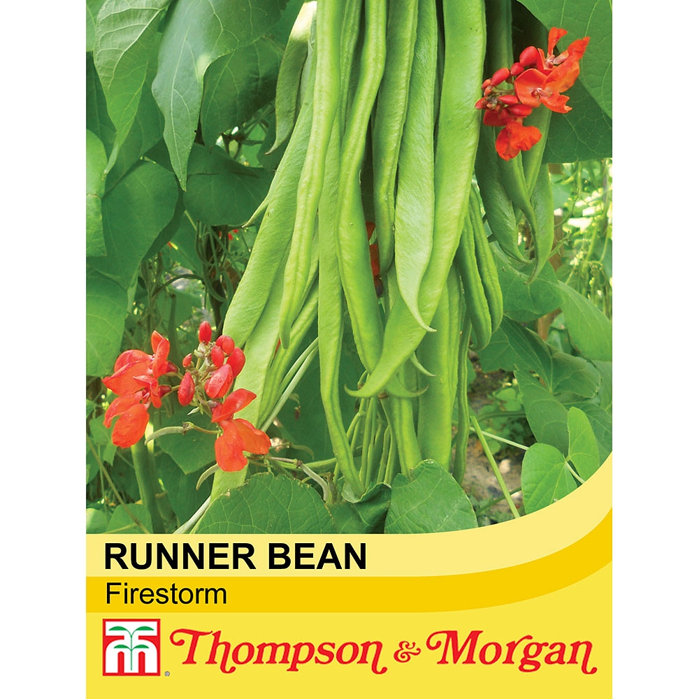 Runner Bean 'Firestorm' seeds | Thompson & Morgan