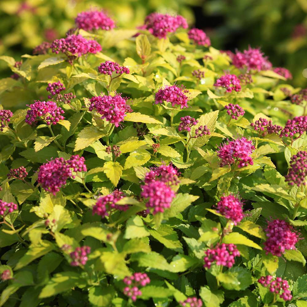 Spiraea japonica 'Double Play Gold' plants | Thompson & Morgan