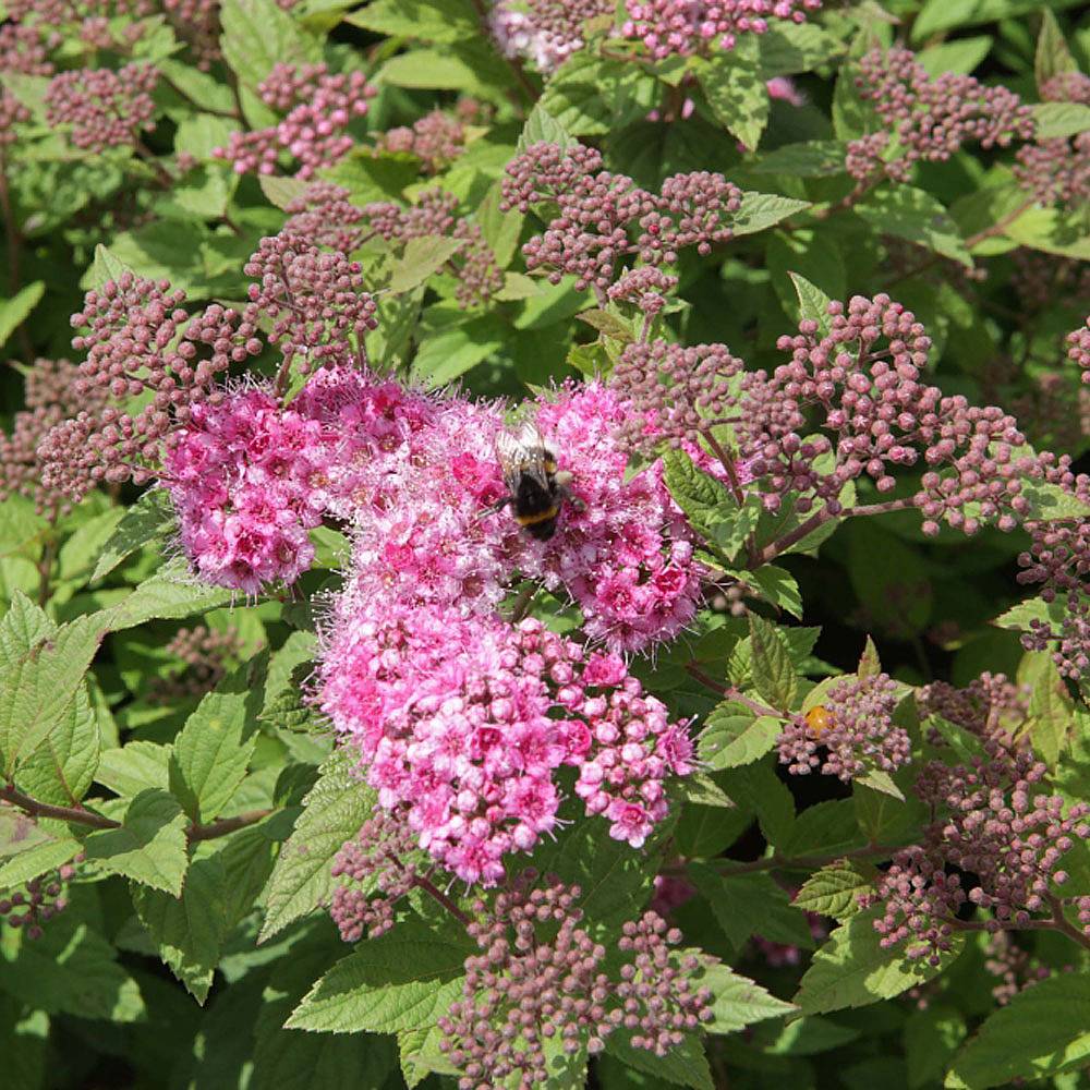 Spiraea japonica 'Nana' plants | Thompson & Morgan