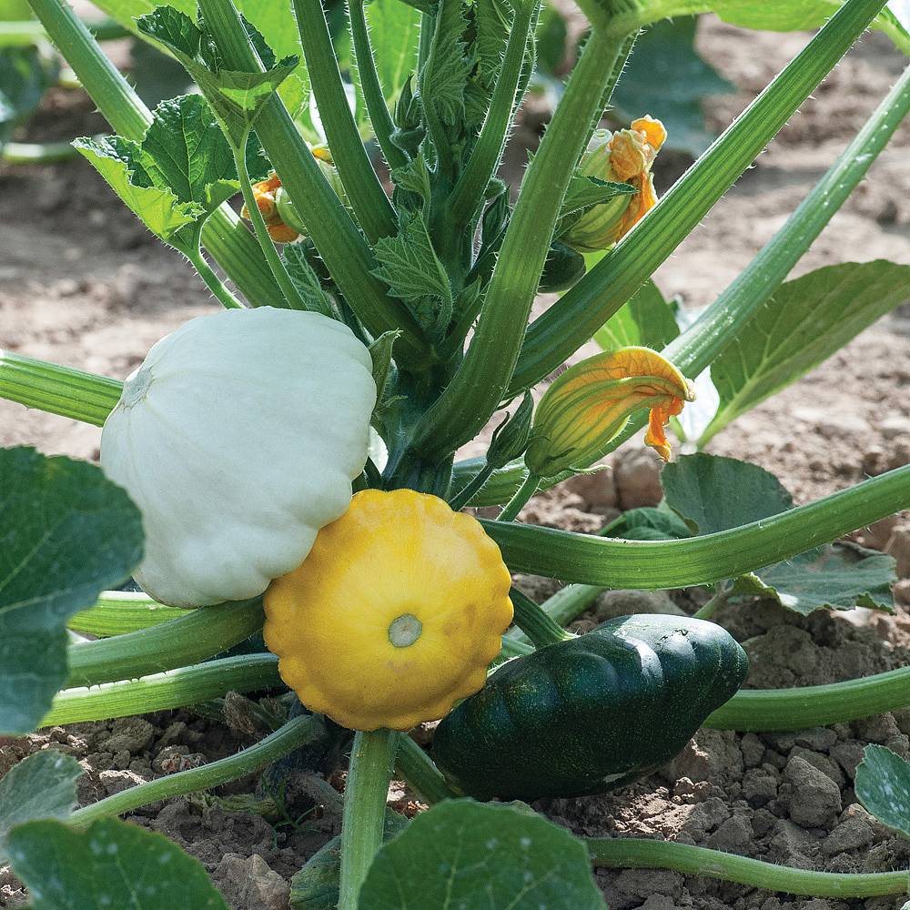 squash-patty-pans-scallop-mixed-summer-seeds-thompson-morgan