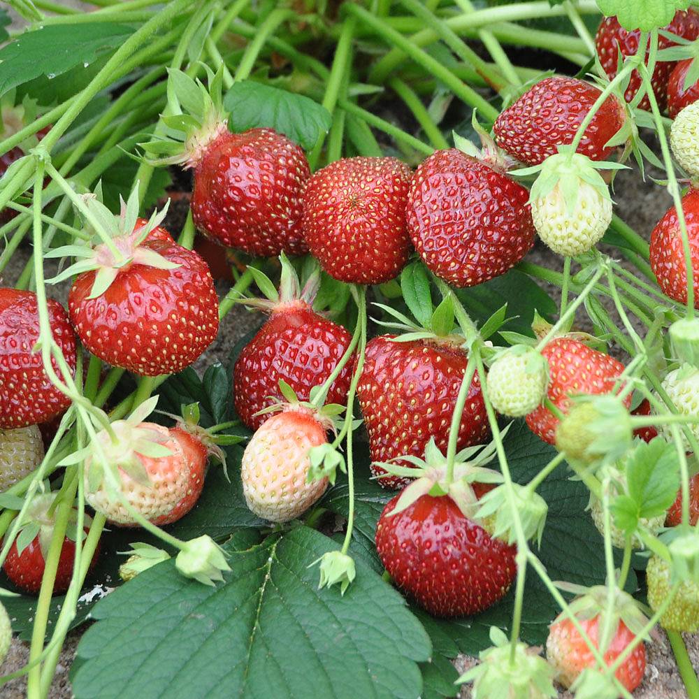 Strawberry 'Cherry Berry' plants | Thompson & Morgan