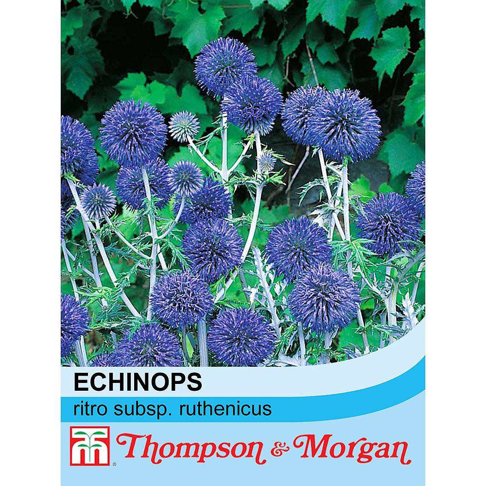 Echinops ritro subsp. ruthenicus seeds | Thompson & Morgan