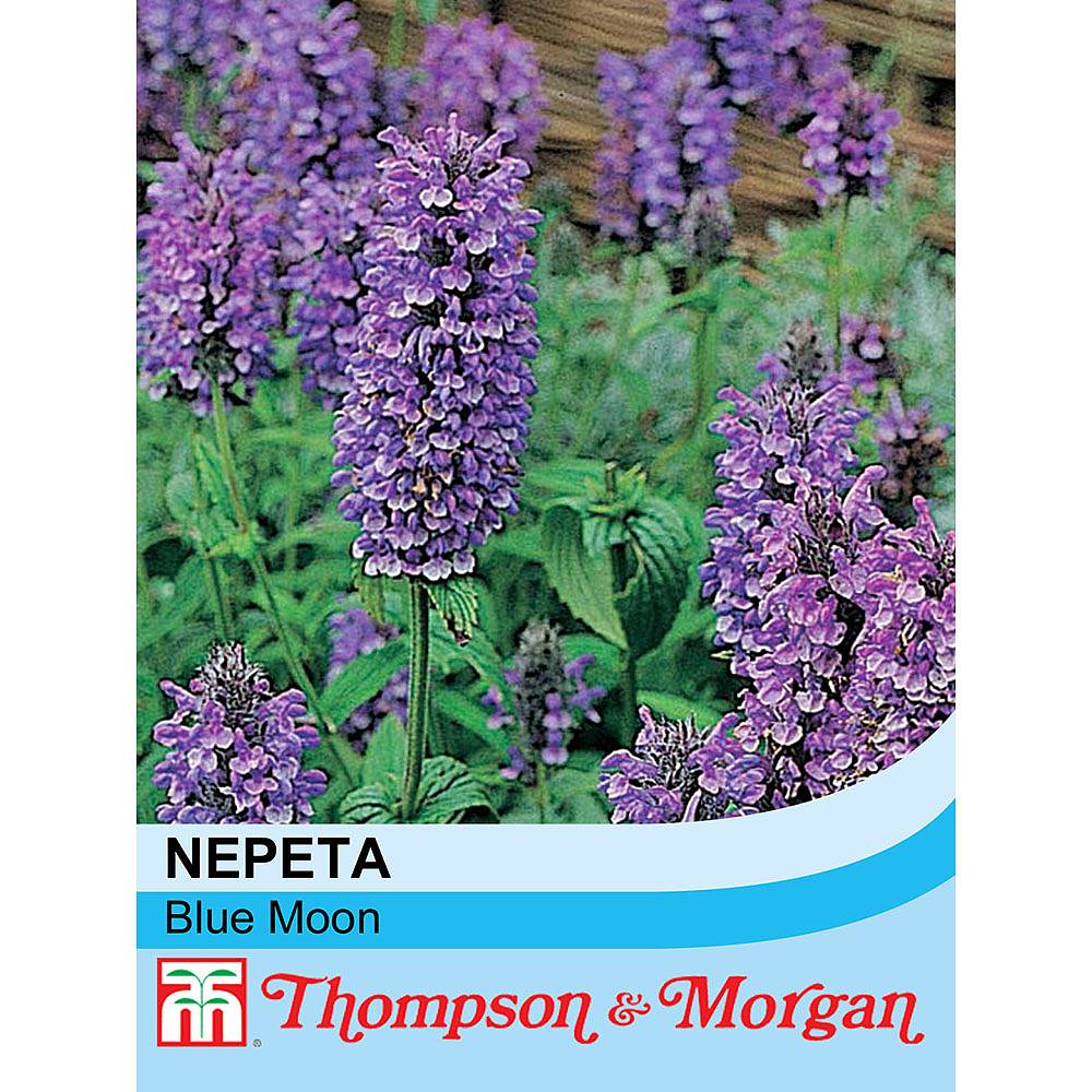 Непета голубая луна. Nepeta nervosa Blue Moon. Nepeta tuberosa. Плазменные семена непета.