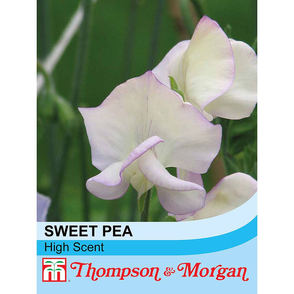 Sweet Pea High Scent Seeds Thompson And Morgan