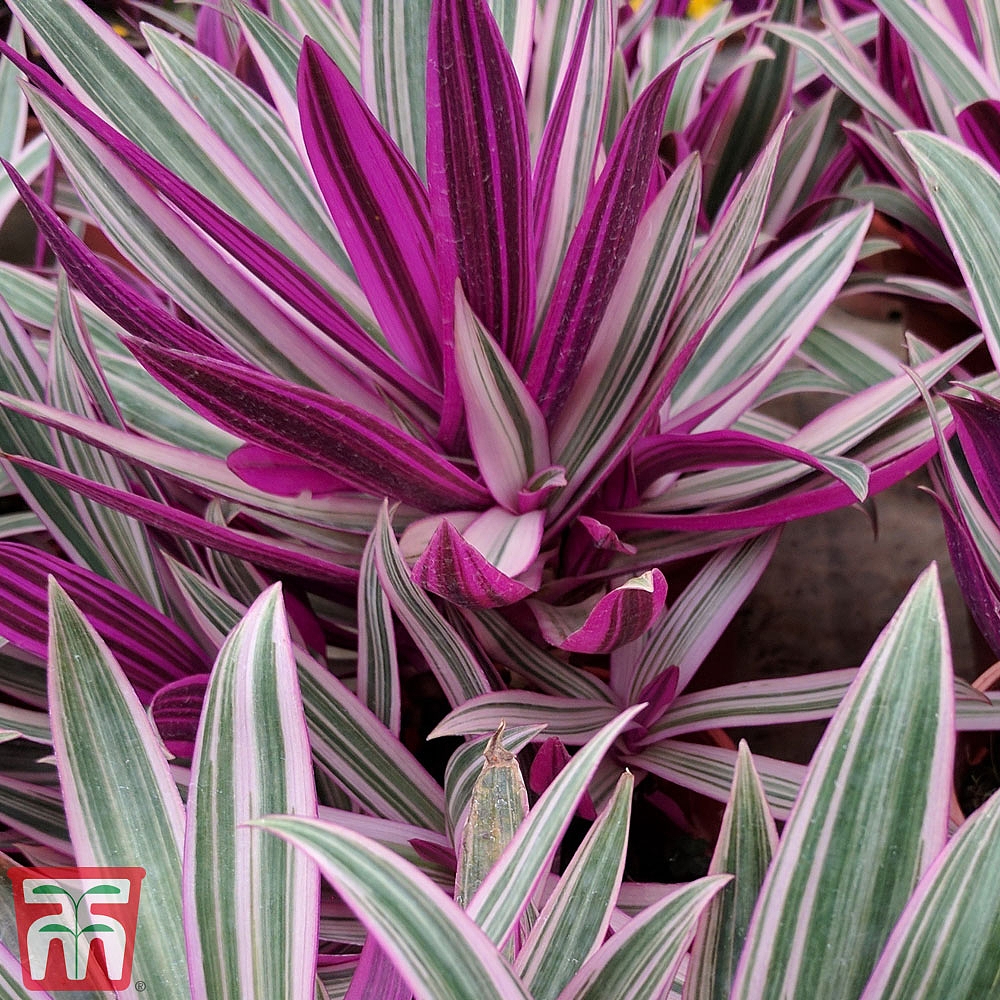 Tradescantia spathacea 'Sitara' (House Plant) | Thompson & Morgan