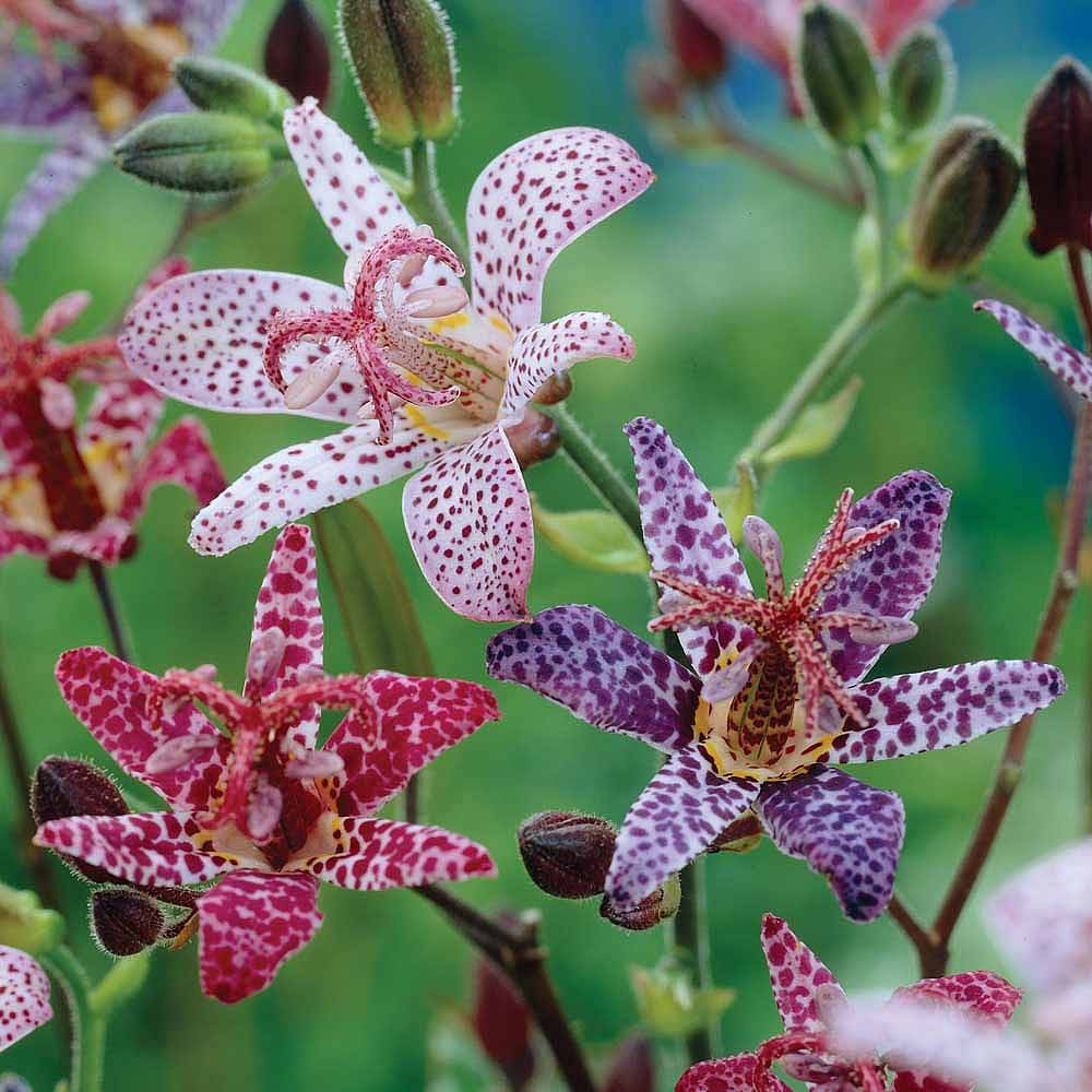 Tricyrtis 'Mixed' | Thompson & Morgan