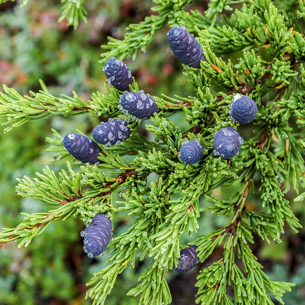 Tsuga canadensis plants | Thompson & Morgan