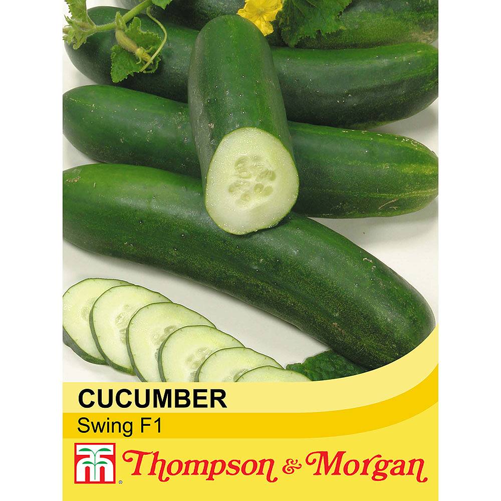 Cucumber Swing F1 Hybrid Seeds Thompson And Morgan 