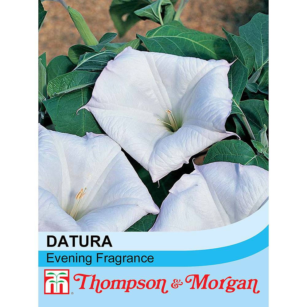 Datura everyday anyone. Datura ps3.