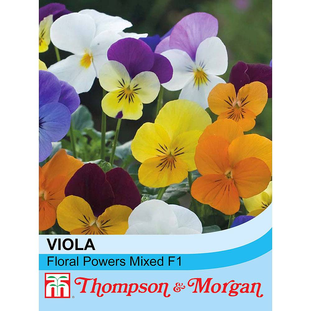 Viola X Williamsiana Floral Powers Mixed F1 Hybrid Seeds Thompson And Morgan