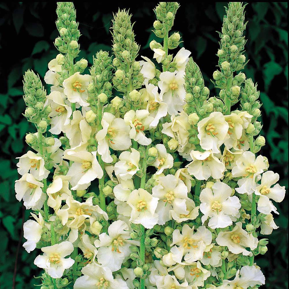 Verbascum X Hybrida Snow Maiden Seeds Thompson And Morgan