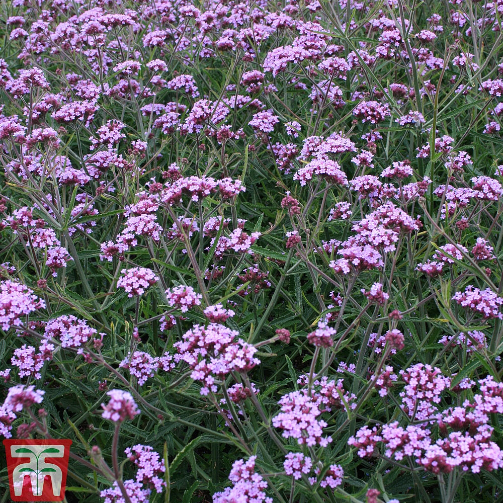 Verbena bonariensis 'Lollipop' plug plants | Thompson & Morgan