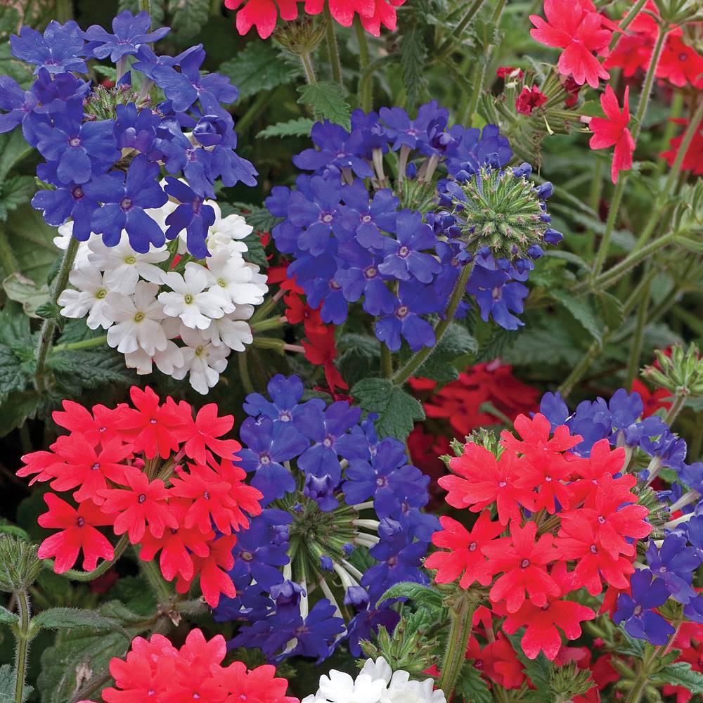 Verbena 'Union Jack Mixed' (Garden Ready) | Thompson & Morgan