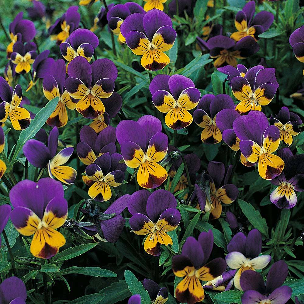 Viola Tricolor Seeds Thompson And Morgan