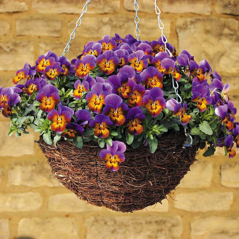 Pansy 'Avalanche Bronze Lavender' (Trailing) plug plants | Thompson ...