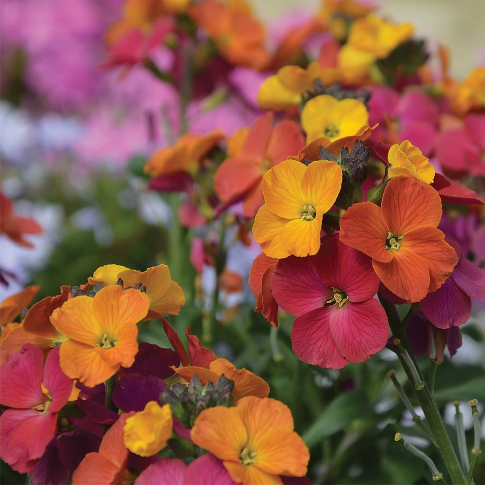 Wallflowers Plants Uk Winter Spring - Glad Philis