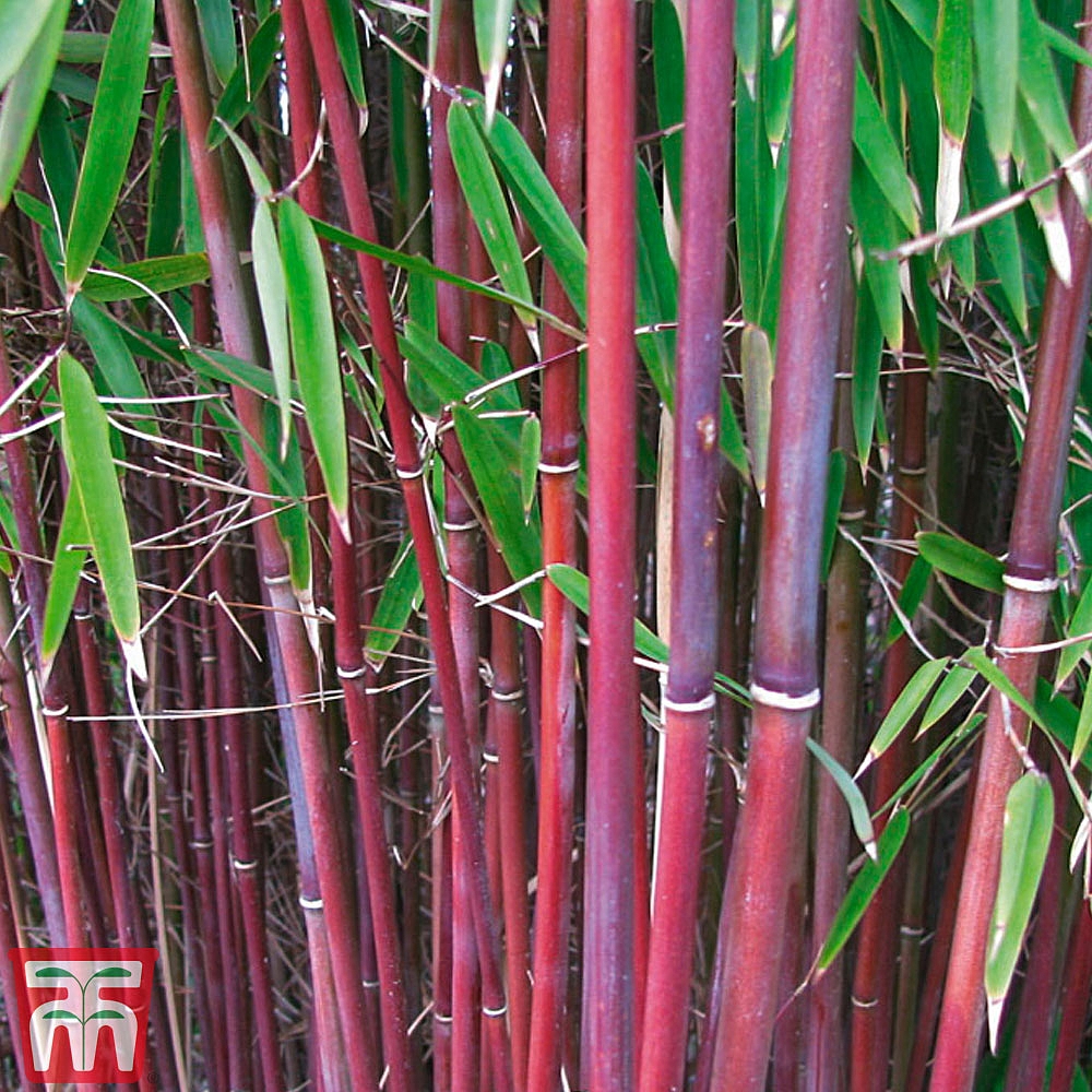  Umbrella  Bamboo  Asian Wonder plants Thompson Morgan