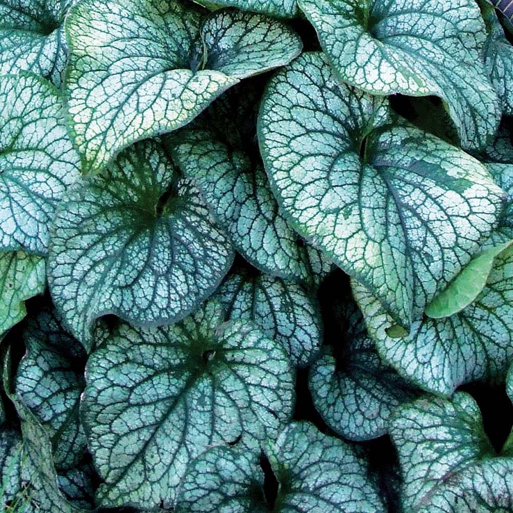 Бруннера крупнолистная (Brunnera macrophylla) 