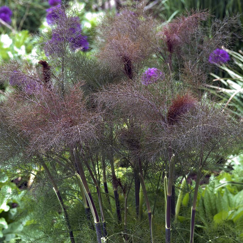 How Deep Are Bronze Fennel Roots at Juan Kowalski blog