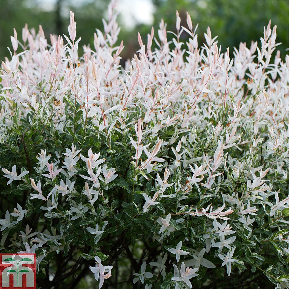 Salix integra 'Hakuronishiki' plants Thompson &